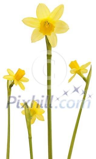 Clipped yellow daffodills on a white background