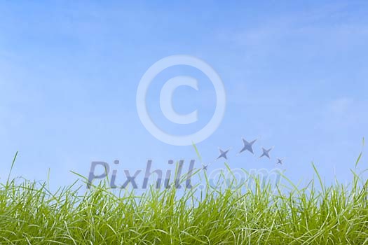 Green grass under blue sky Green grass under blue sky