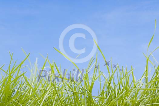 Green grass on a blue background