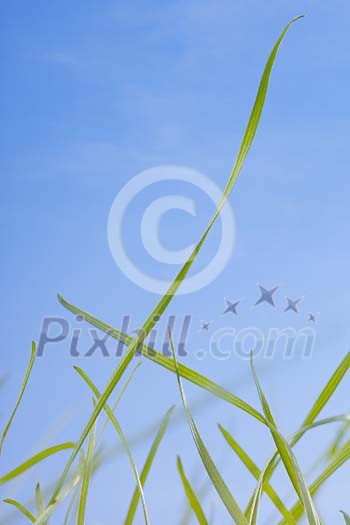 Stalks og grass on a blue background