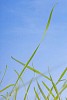 Stalks og grass on a blue background