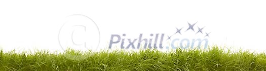 Green grass on a white background Green grass on a white background