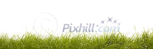 Green grass on a white background Green grass on a white background