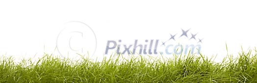 Green grass on a white background