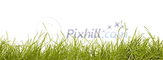 Green grass on a white background