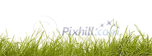Green grass on a white background Green grass on a white background