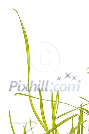 Green stalks of grass