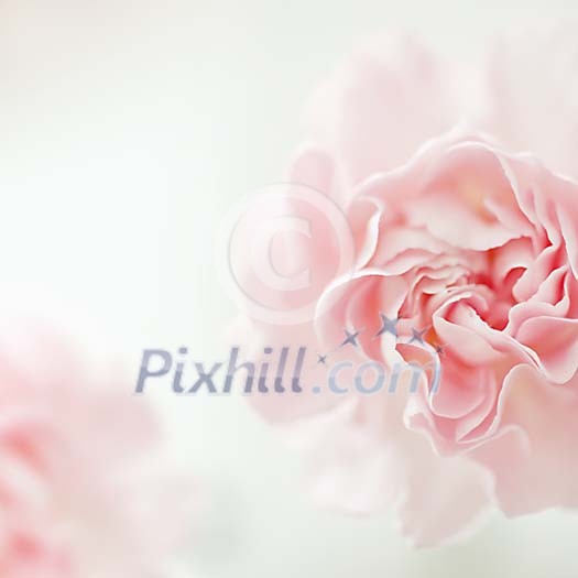 Macro image of a pink carnation Macro image of a pink carnation