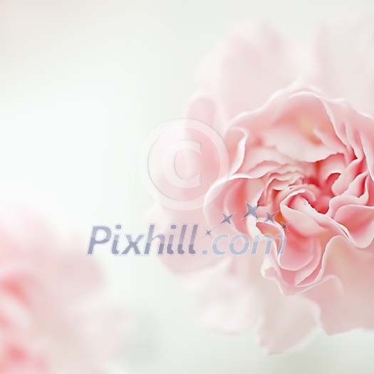 Macro image of a pink carnation