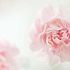 Macro image of a pink carnation