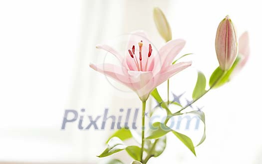 Blossoming pink lily at light