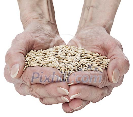 Clipped hands holding handful of rye