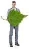 Man holding a giant birch leaf. Hand made clipping path included
