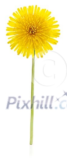 Dandelion with hand made clipping path