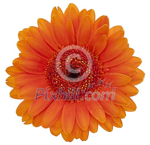 Orange Gerbera with hand made clipping path