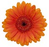 Orange Gerbera with hand made clipping path