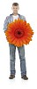 Man holding a giant Gerbera, hand made clipping path included