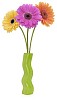 Yellow, violet and orange Gerbera in a green vase