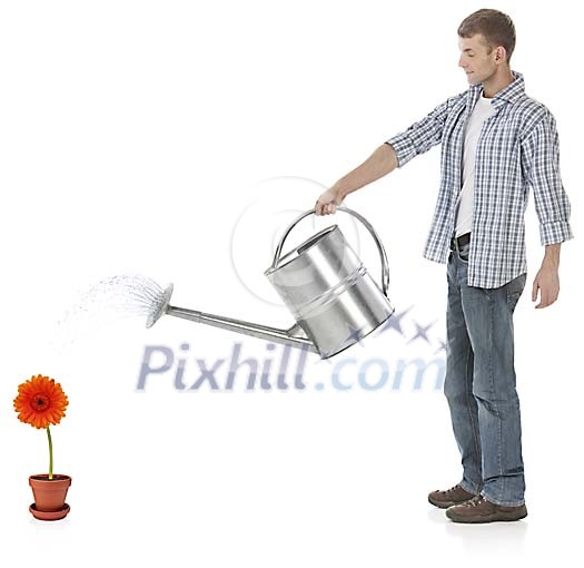 Man watering a Gerbera in a pot Man watering a Gerbera in a pot