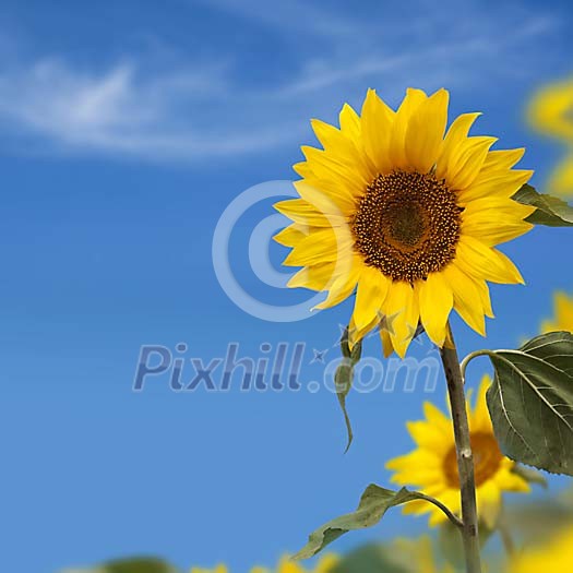 Sunflower field with blue sky as copy space