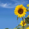 Sunflower field with blue sky as copy space