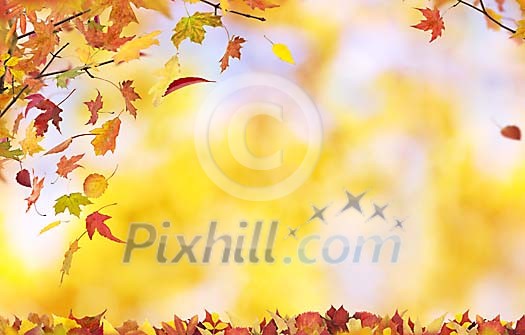 Falling autumn leaves Falling autumn leaves