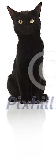 Black cat sitting Black cat sitting
