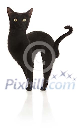 Black cat standing Black cat standing