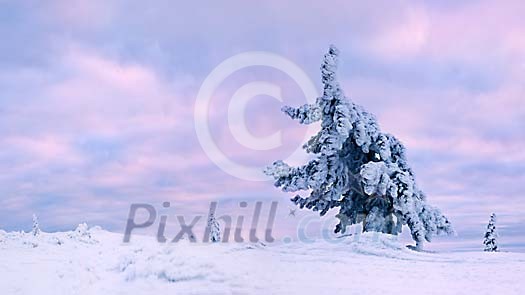 Frozen fir and sunrise in Lapland