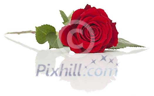 Red rose on a white background Red rose on a white background