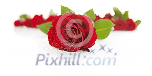 Roses on white with waterdrops and shallow focus