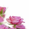 Pink roses on a white background