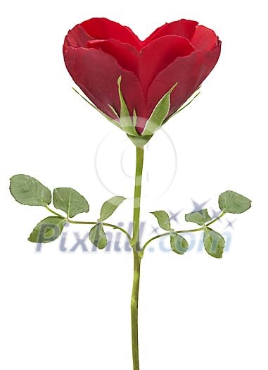 Isolated heartshaped rose