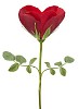 Isolated heartshaped rose