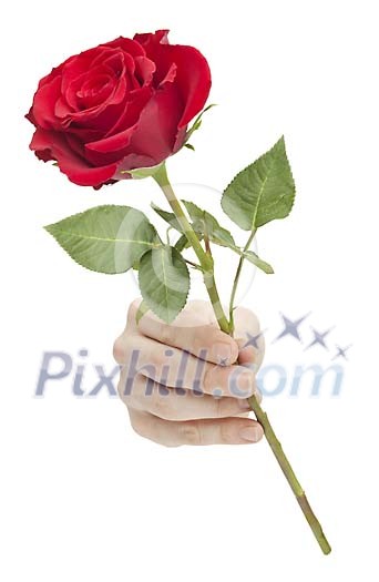 Isolated hand holding a red rose