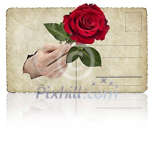 Isolated old postcard with hand holding a rose on it