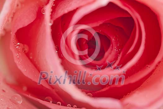 Waterdrops on rose in shallow focus
