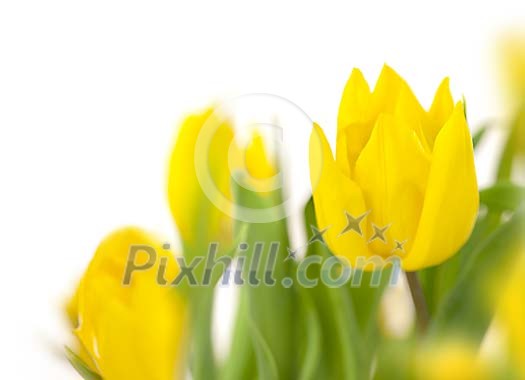 Yellow tulip in shallow focus