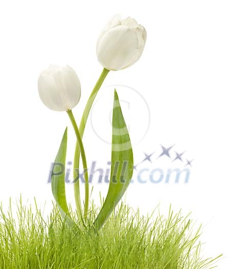 White tulips and grass