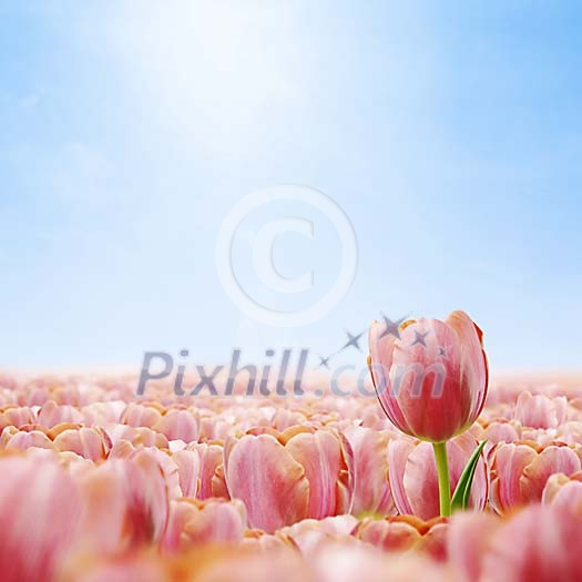 Pink Tulip in shallow focus
