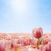 Pink Tulip in shallow focus