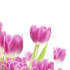 Pink Tulips in Shallow Focus