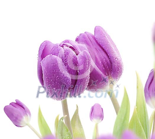 Purple Tulips with waterdrops