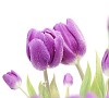 Purple Tulips with waterdrops