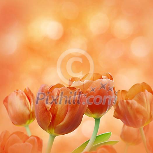Orange Tulips in Dreamy Surroundings