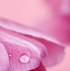 Waterdrops on Pink Tulip Petal