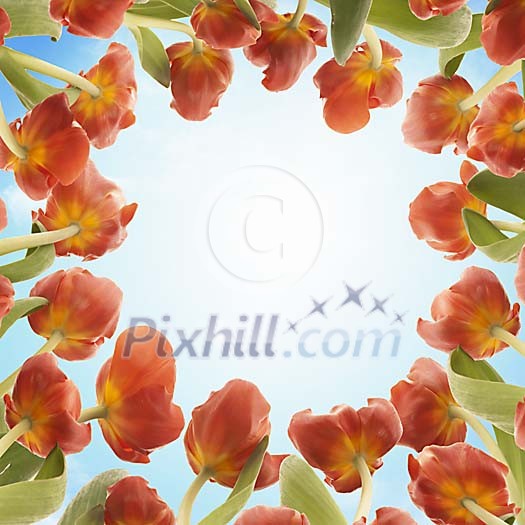 Red tulips under clear blue sky Red tulips under clear blue sky