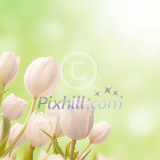 White tulips in sunlight