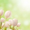 White tulips in sunlight