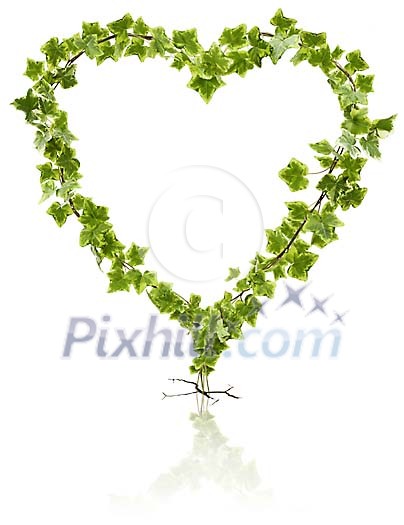 Heartshaped Ivy breaks through floor Heartshaped Ivy breaks through floor